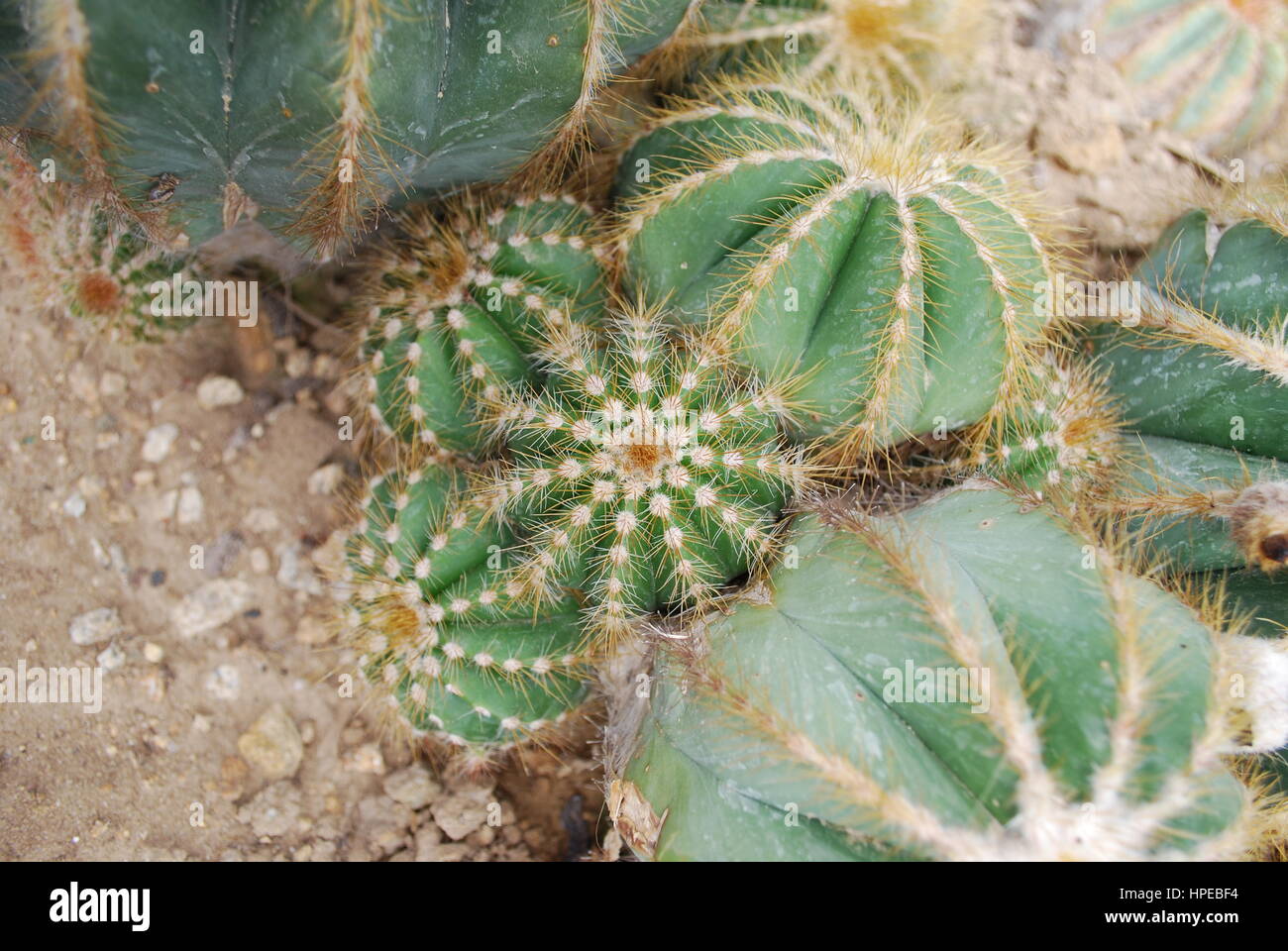 Parodia magnifica is a species of flowering plant in the Cactaceae family, native to southern Brazil. Stock Photo