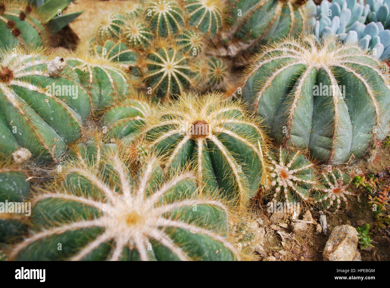 Parodia magnifica is a species of flowering plant in the Cactaceae family, native to southern Brazil. Stock Photo