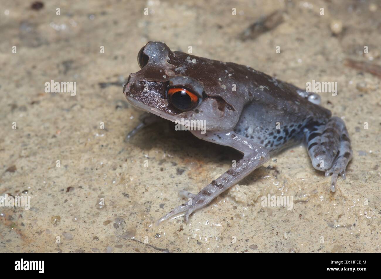 A Spotted Litter Frog (Leptobrachium hendricksoni) on the forest floor at night in Ulu Semenyih, Selangor, Malaysia Stock Photo