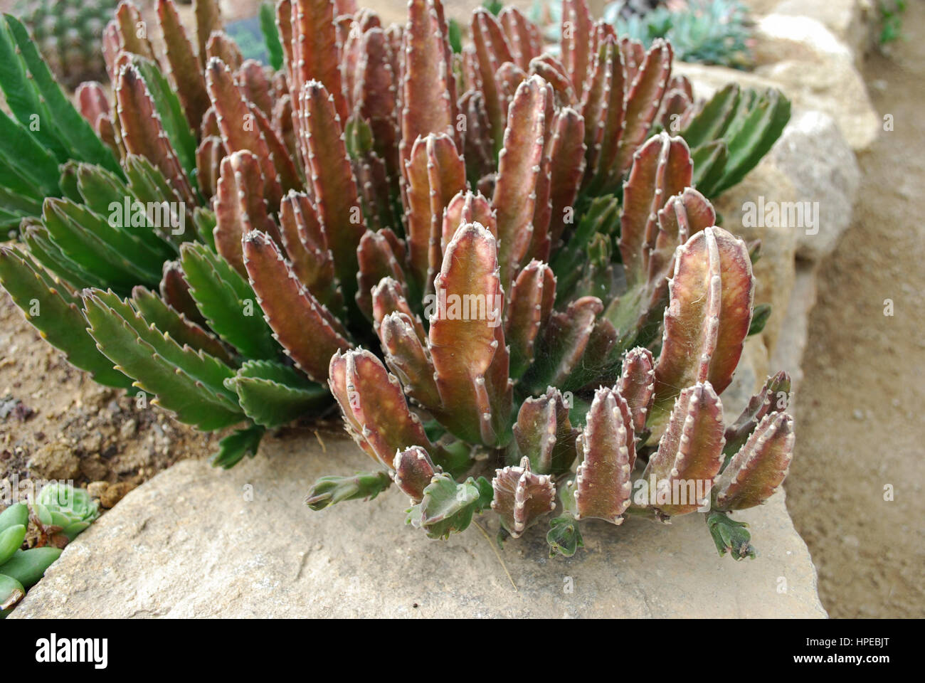 Stapelia grandiflora (carrion plant, starfish flower, or starfish cactus) is a flowering plant in the Stapelia genus. Stock Photo