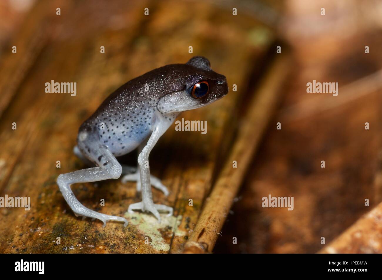 A Spotted Litter Frog (Leptobrachium hendricksoni) on the forest floor at night in Ulu Semenyih, Selangor, Malaysia Stock Photo