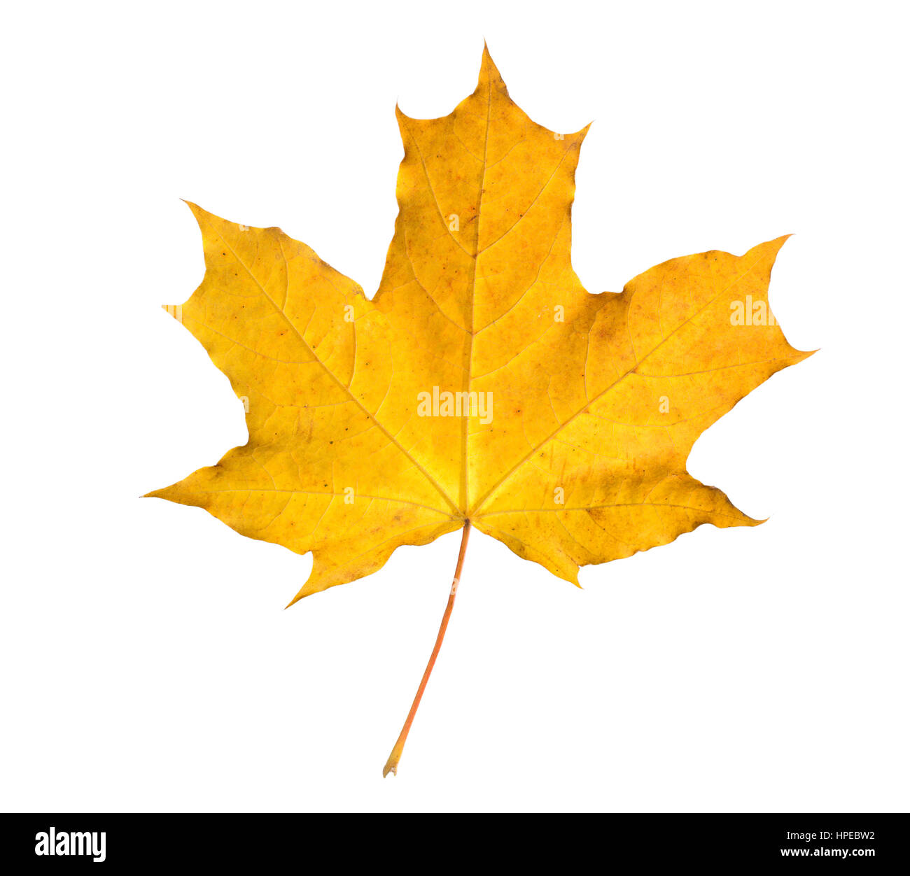 Autumn dry leaf hi-res stock photography and images - Alamy