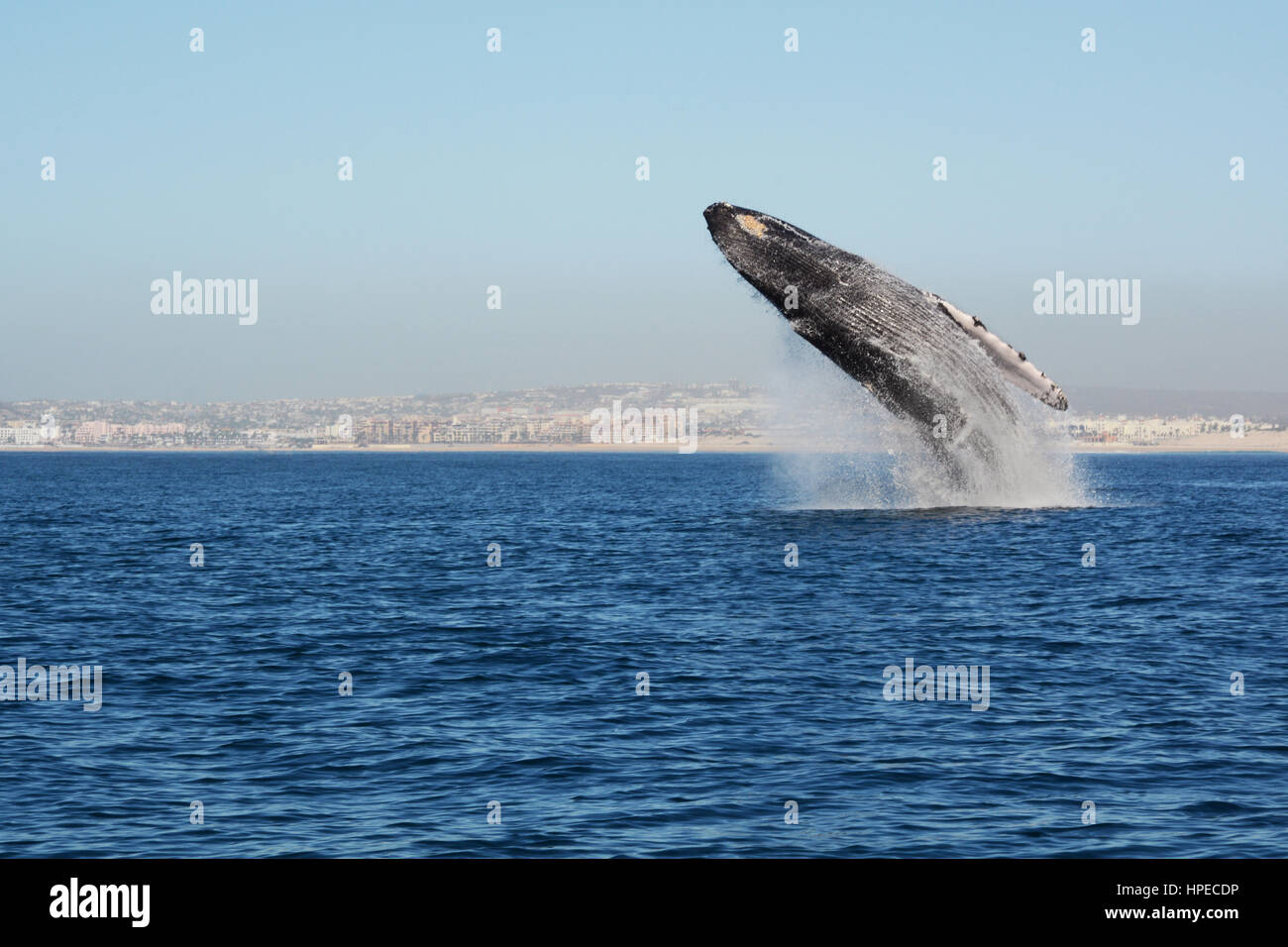 A whale breaching in Los Cabos, Baja California Stock Photo