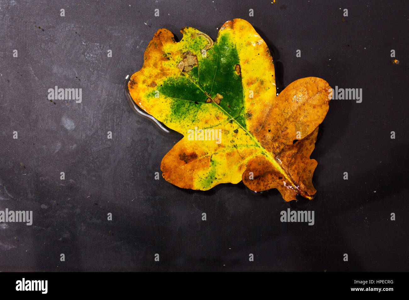 Bright colourful autumn leaf floating in water with ripples Stock Photo ...