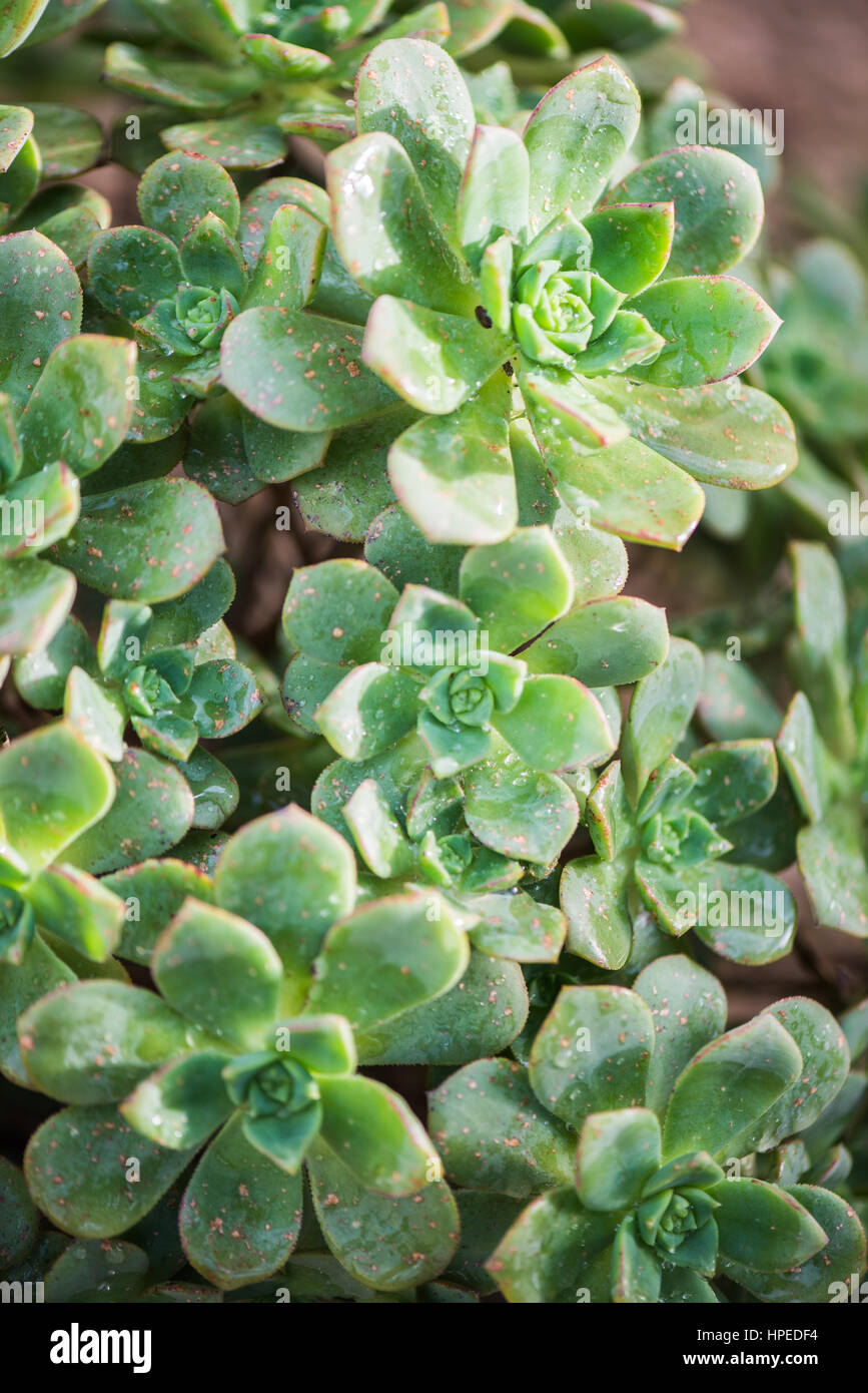 Green spanish succulents in February sun in macro perspective Stock ...