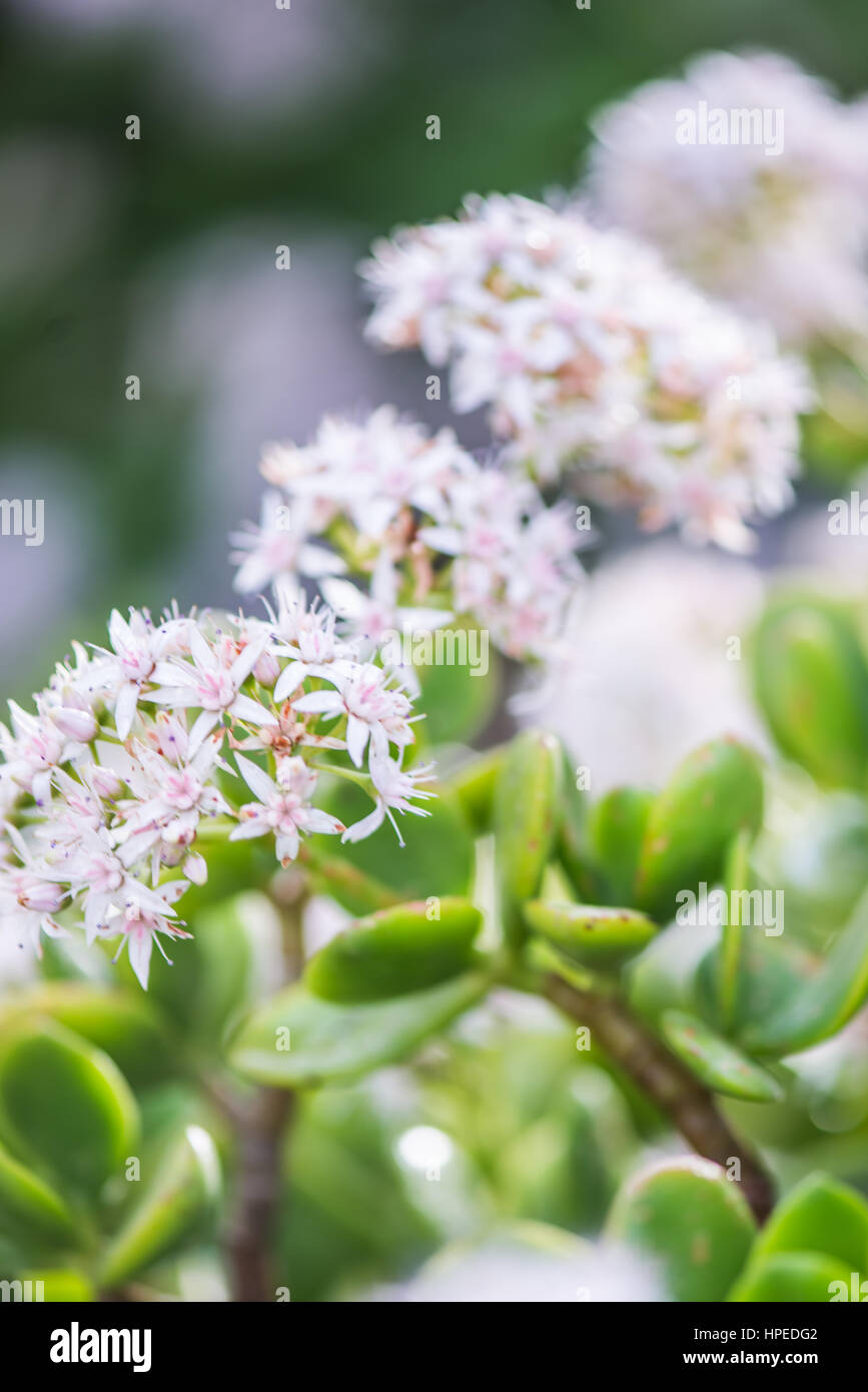 Delicate spanish spring flowers blossom with soft focus Stock Photo Alamy