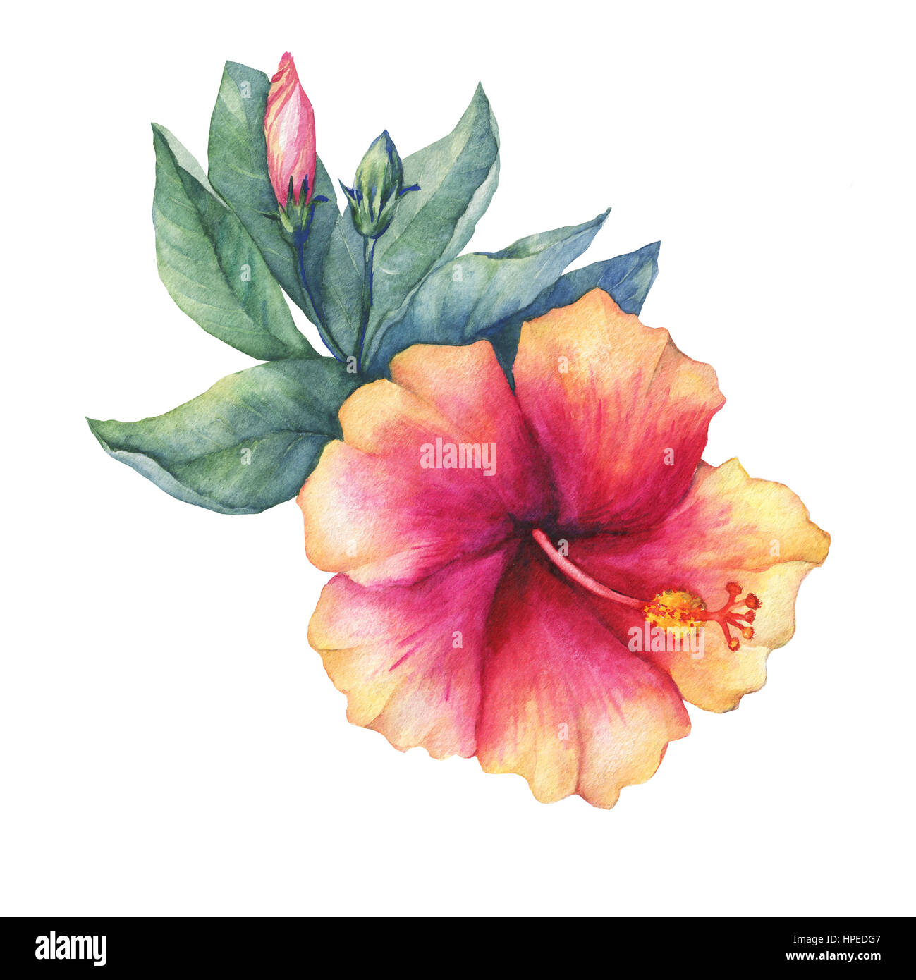 Hibiscus flower - Watercolour & colour pencil ©TanyaCollisLtd | Wallpapers  bonitos, Ilustrações, Arte em pintura