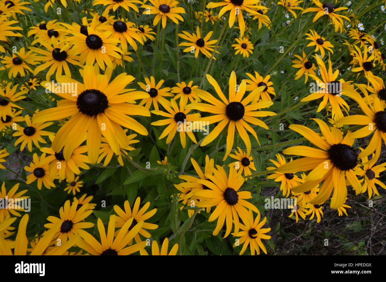 Summer flowers in Berlin, Germany Stock Photo Alamy