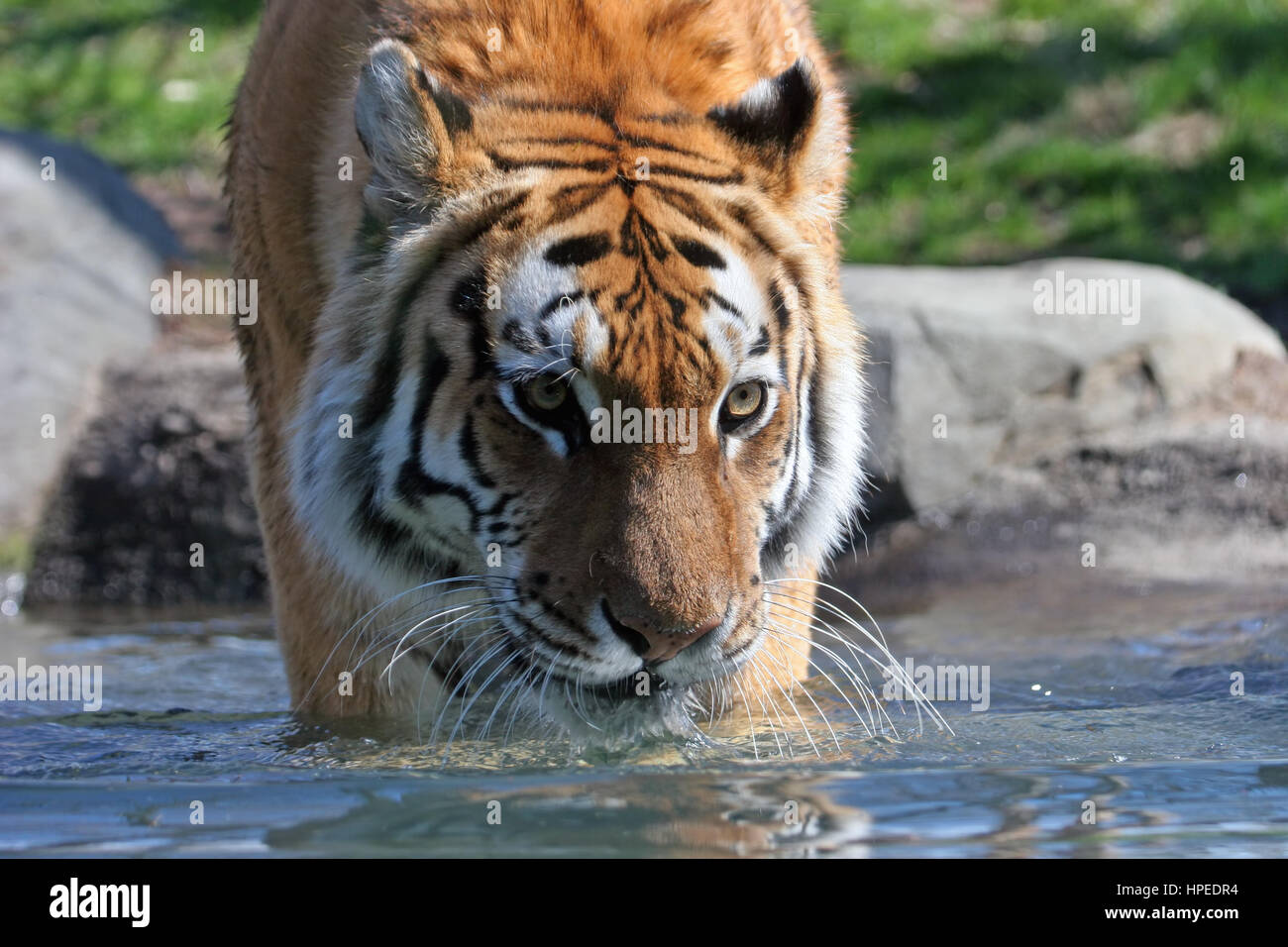 A Siberian tiger stalks its prey Stock Photo Alamy