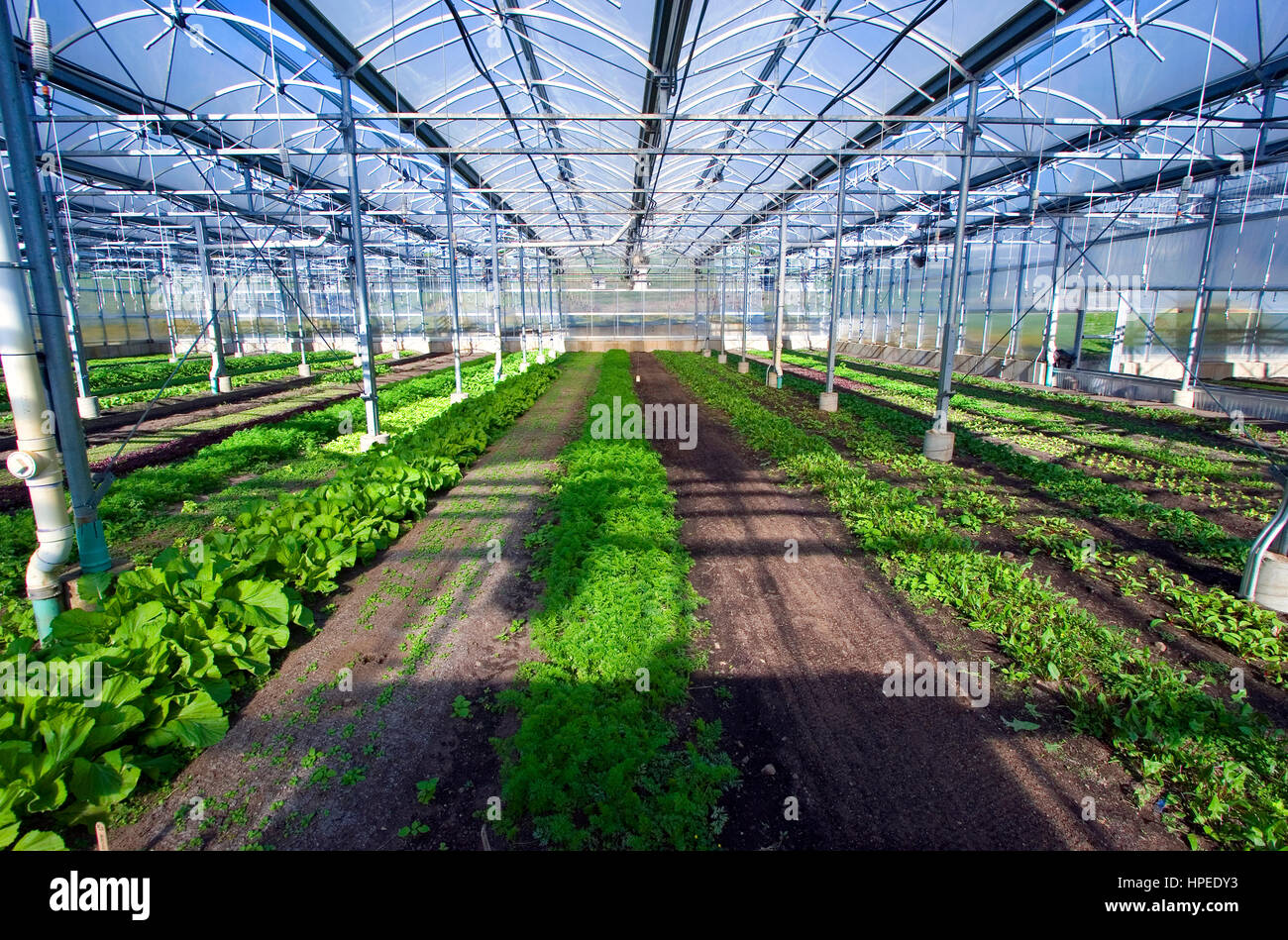 The interior of a large greenhouse Stock Photo - Alamy