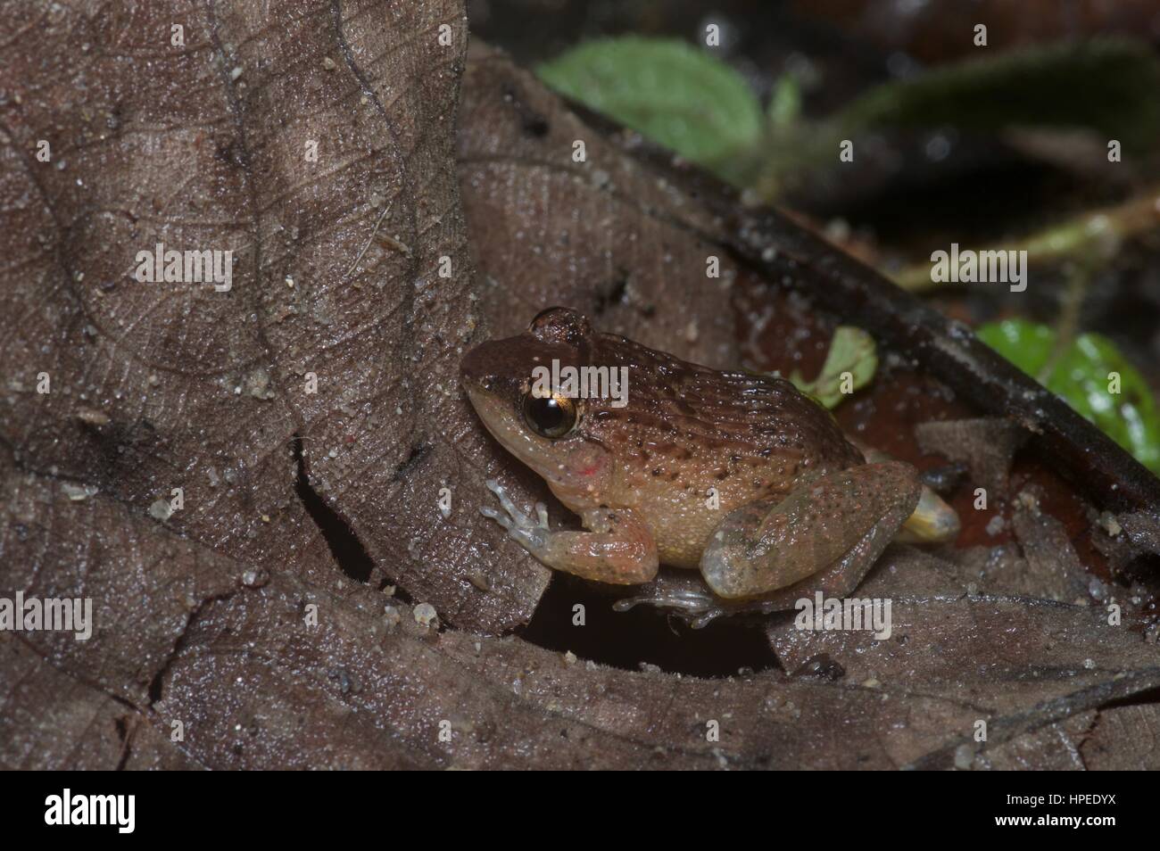 A female Rhinoceros Frog (Limnonectes plicatellus) on a leaf in the rainforest in Ulu Semenyih, Selangor, Malaysia Stock Photo
