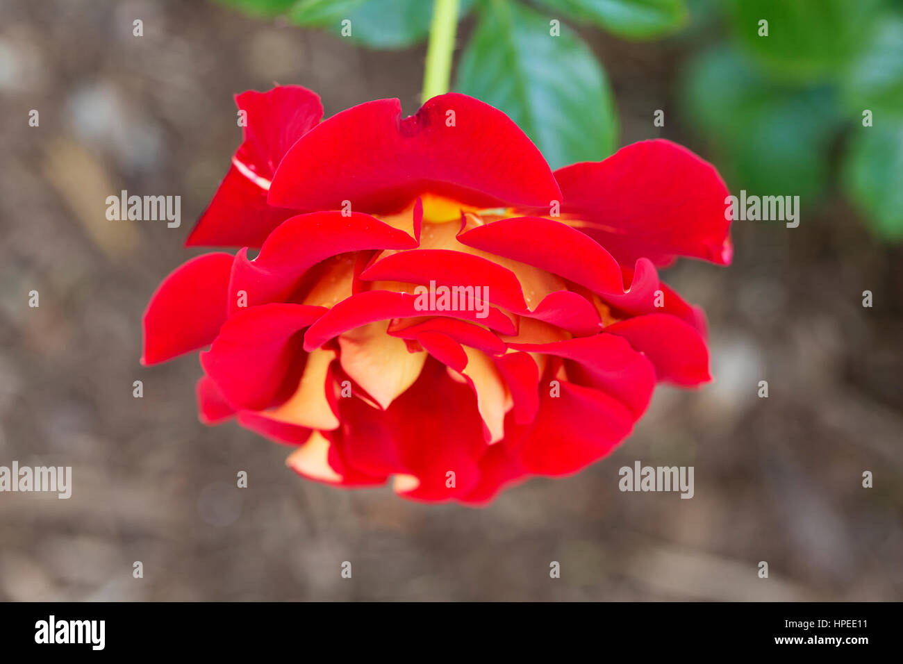 Ketchup and mustard rose shrub hires stock photography and images Alamy
