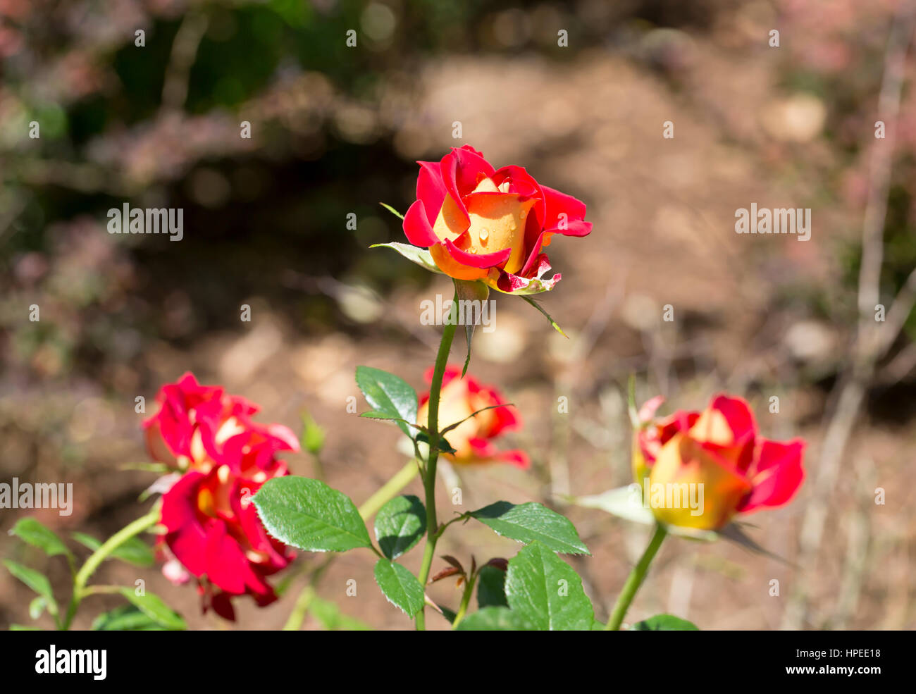 Floribunda rose Ketchup and Mustard Stock Photo Alamy