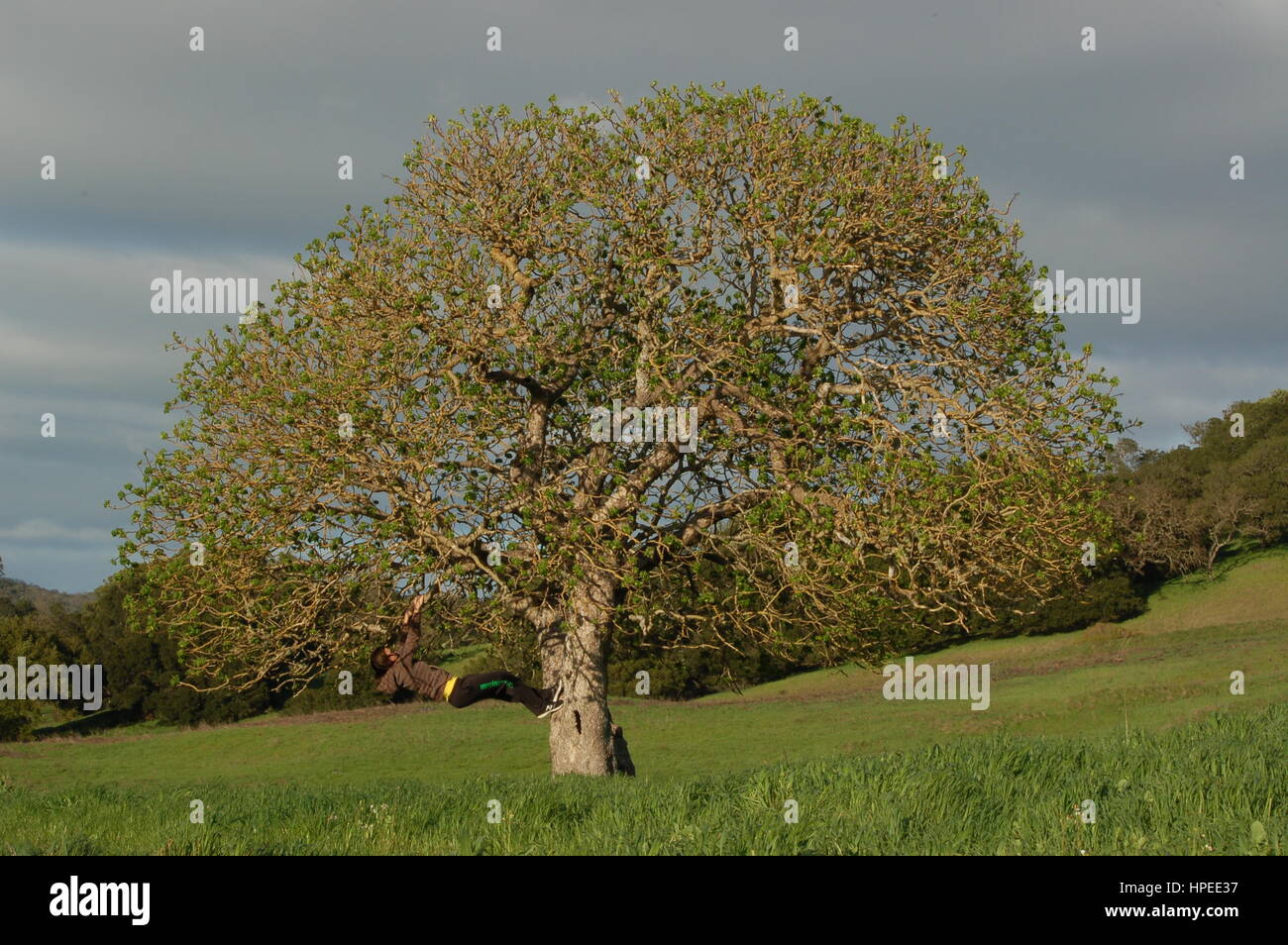 A California Buckeye tree standing all by its lonesome in a green field