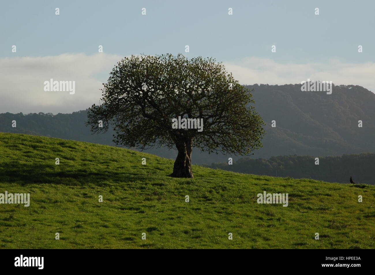 A California Buckeye tree standing all by its lonesome in a green field on Deer Island near San Rafael, CA. Taken February 2017. Stock Photo