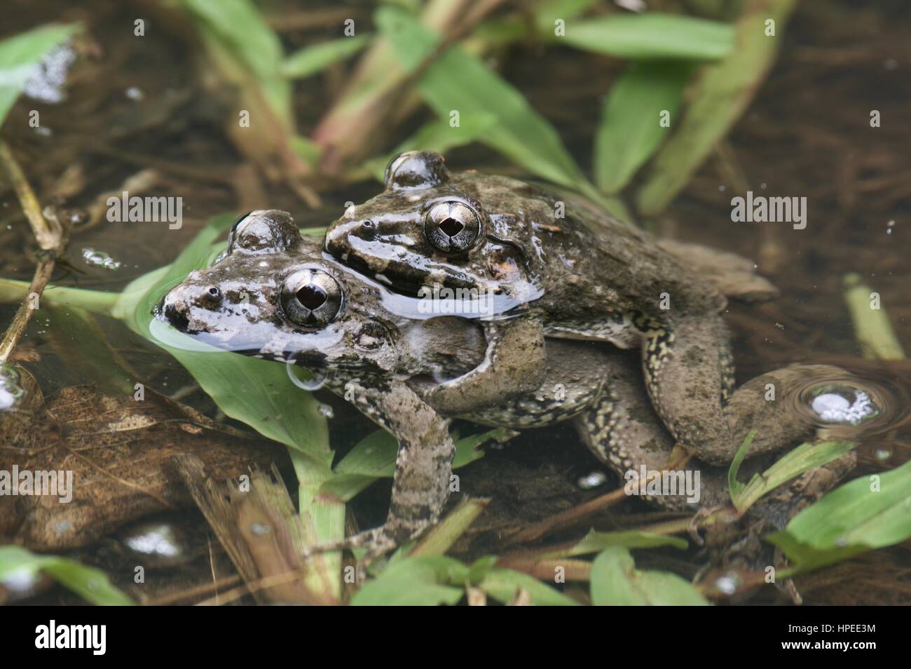 A mating pair of Lesser Swamp Frogs (Limnonectes paramacrodon) in a shallow pond at Bako National Park, Sarawak, East Malaysia, Borneo Stock Photo