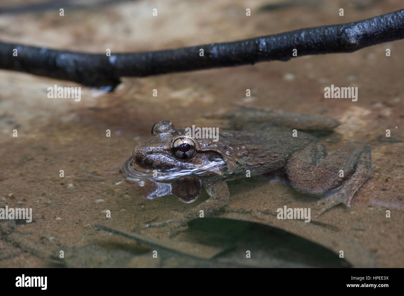 A Rough-backed River Frog (Limnonectes ibanorum) in a shallow stream at Bako National Park, Sarawak, East Malaysia, Borneo Stock Photo