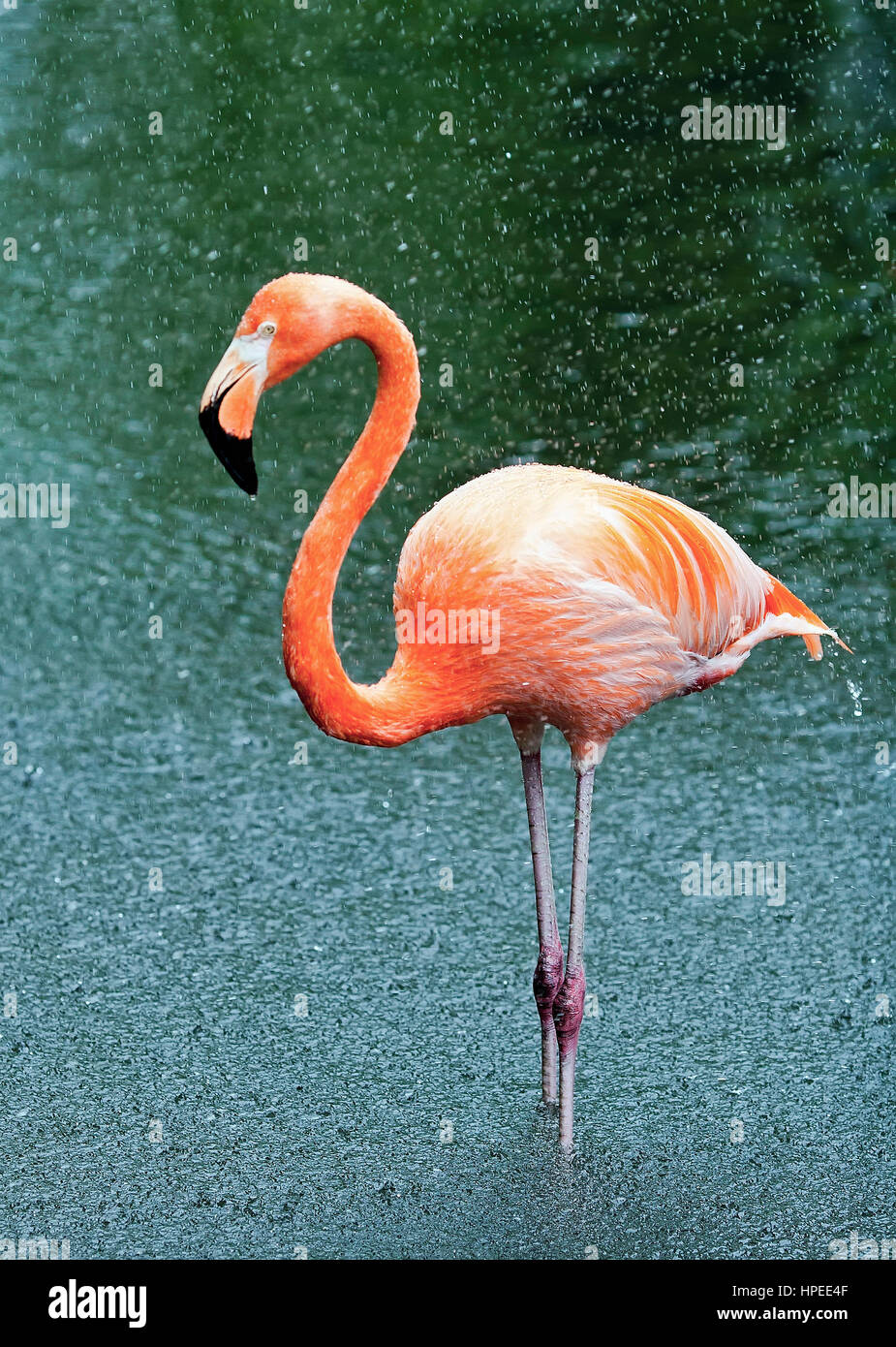 A single pink flamingo in the rain Stock Photo - Alamy