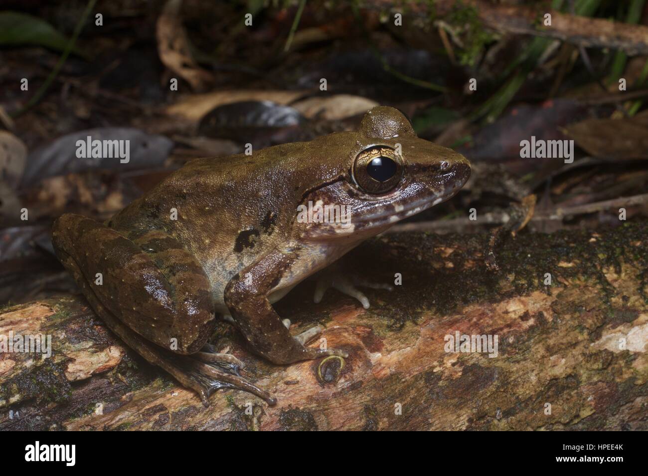 A Giant River Frog (Limnonectes leporinus) in the rainforest at night in Kubah National Park, Sarawak, Borneo Stock Photo