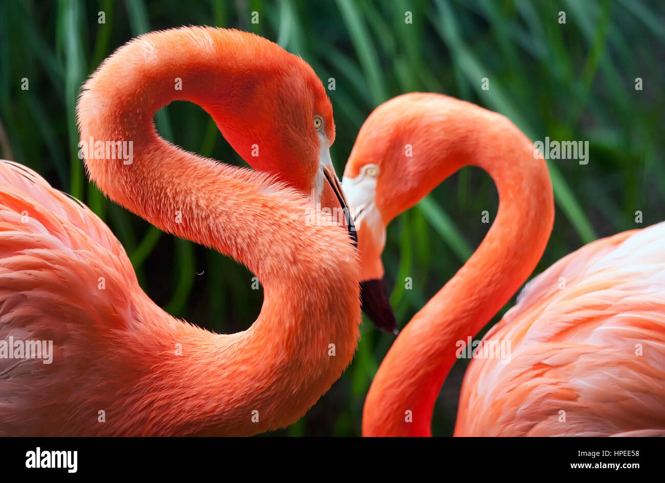 Two flamingos posing in a "heart" shape Stock Photo