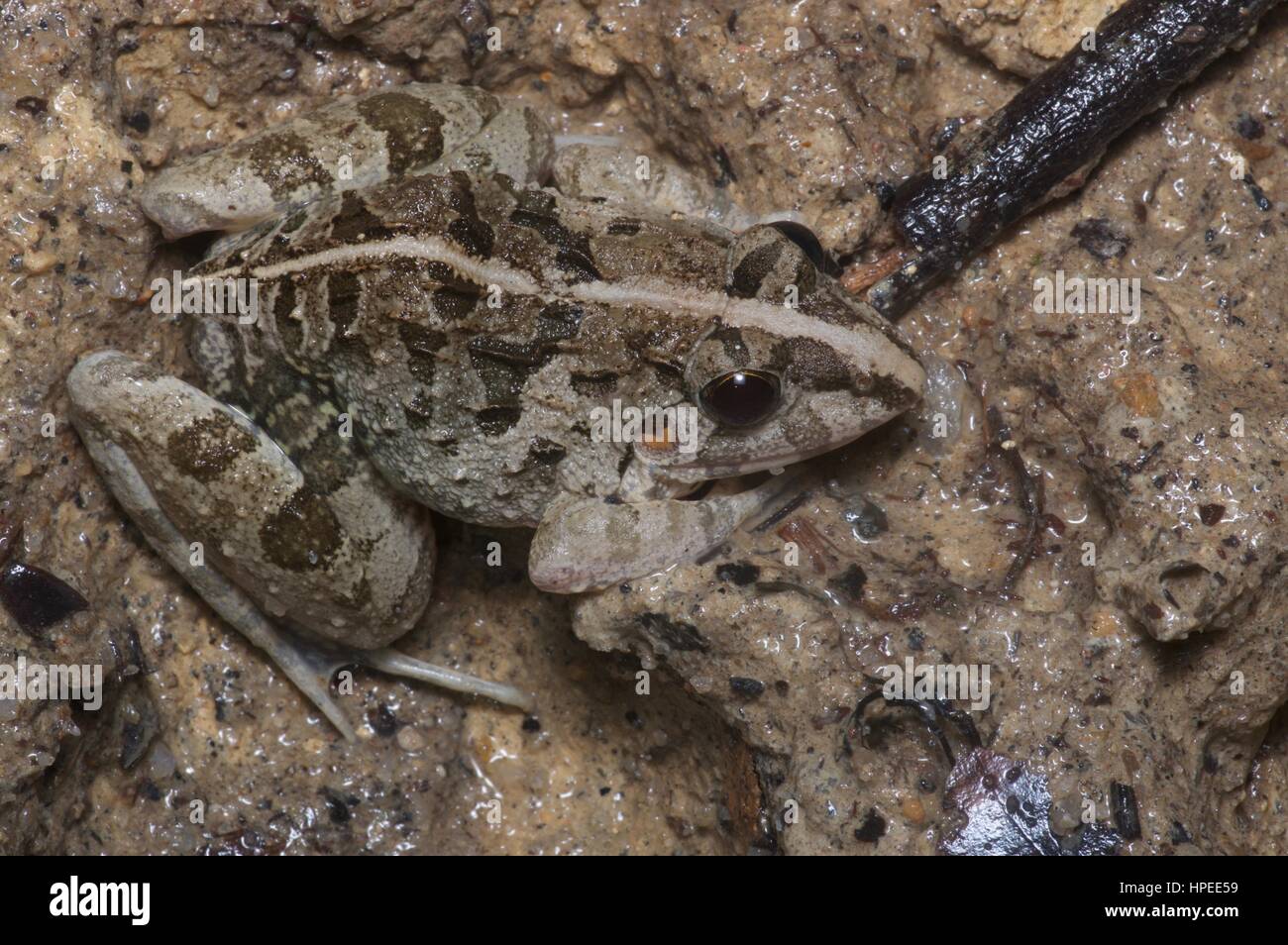 An Asian Grass Frog (Fejervarya limnocharis) in the rainforest at night in Ulu Semenyih, Selangor, Malaysia Stock Photo