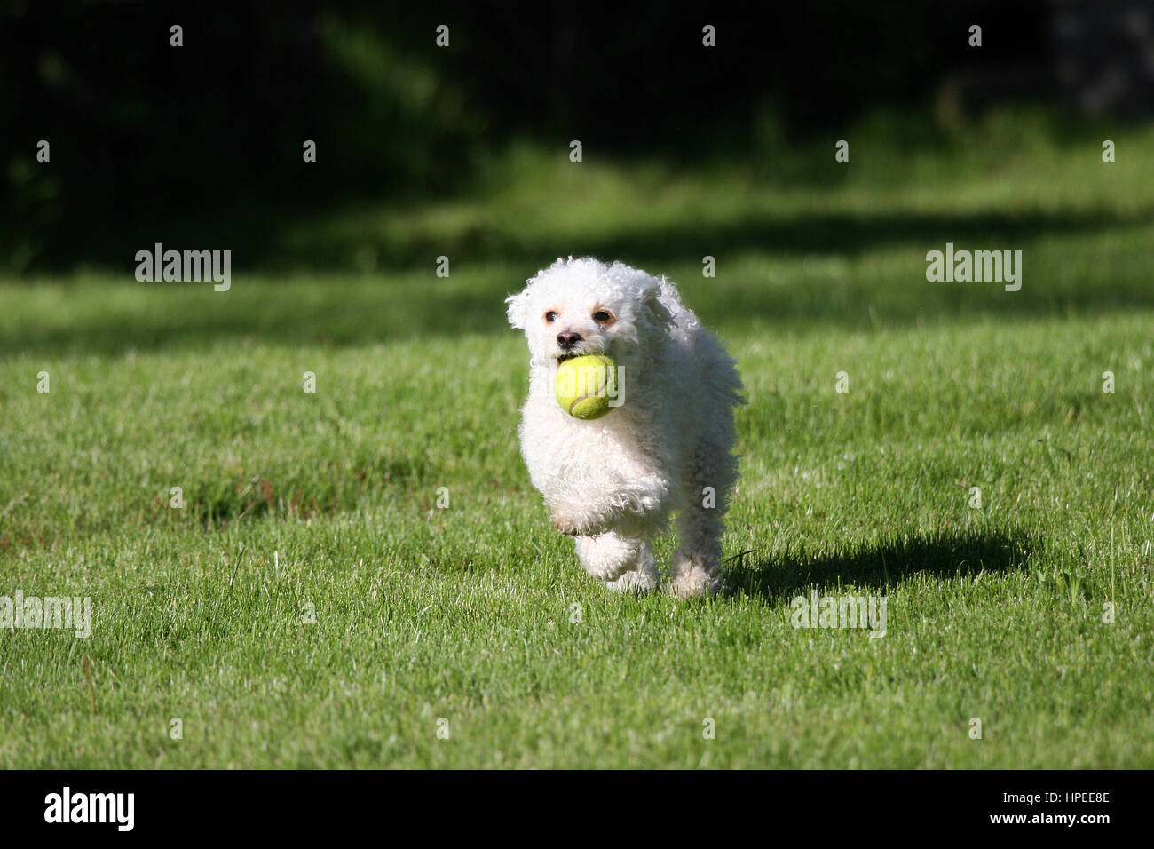 A cute white dog playing fetch with a tennis ball Stock Photo - Alamy