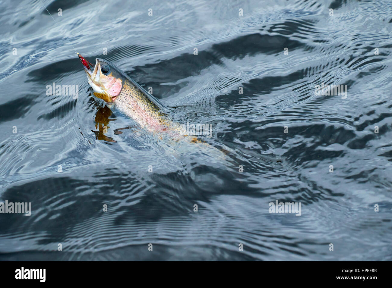 Kamloops Rainbow Trout Stock Photo Alamy