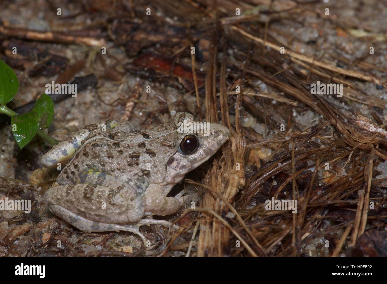 An Asian Grass Frog (Fejervarya limnocharis) in the rainforest at night in Ulu Semenyih, Selangor, Malaysia Stock Photo
