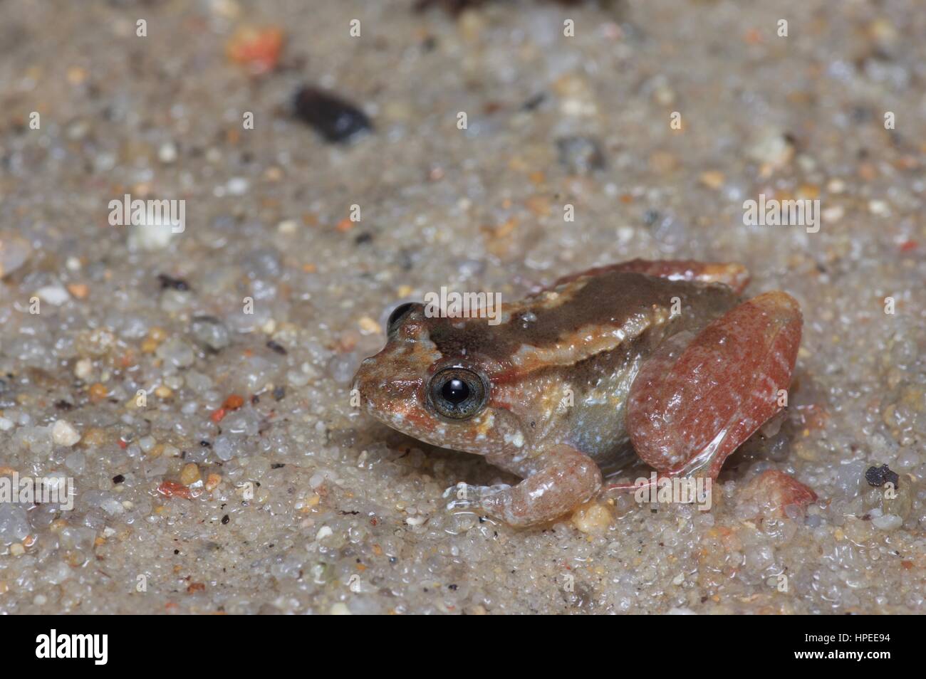 A Tanahrata Wart Frog (Limnonectes nitrides) in the wet sand in the rainforest at Ulu Semenyih, Selangor, Malaysia Stock Photo