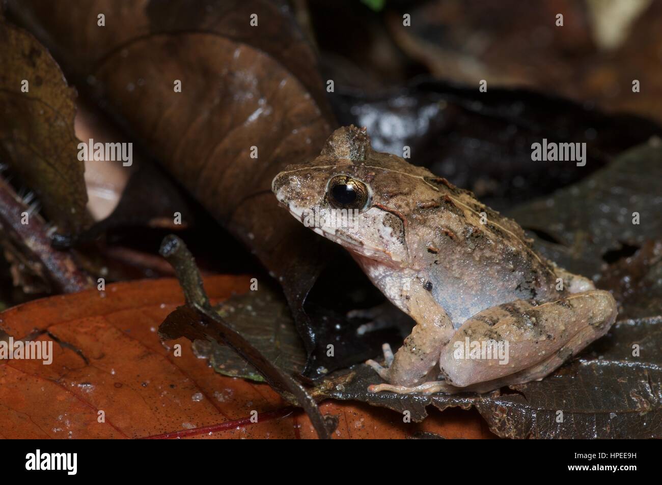 A Malesian Frog (Limnonectes malesianus) in the rainforest at night in Ulu Semenyih, Selangor, Malaysia Stock Photo