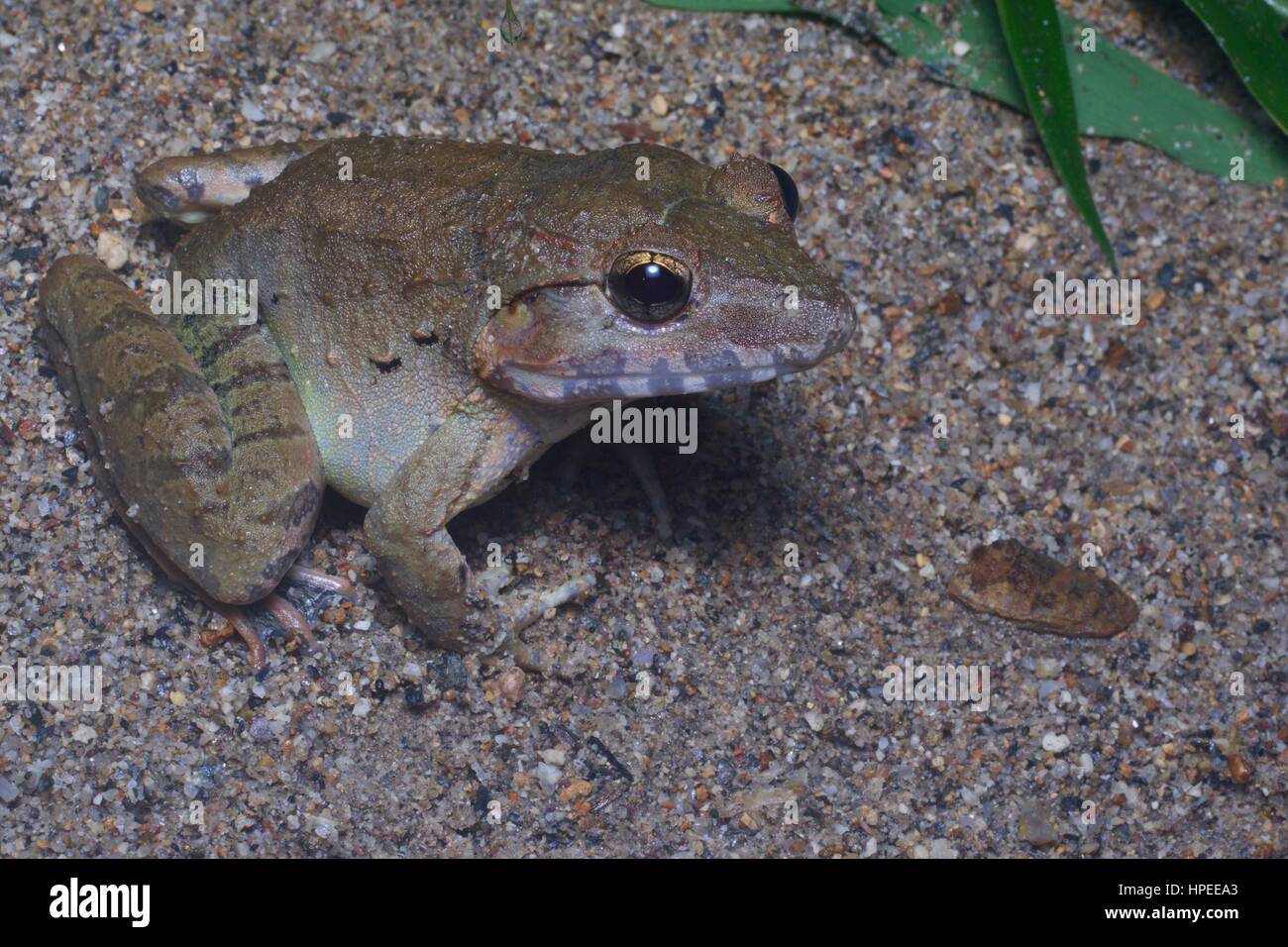 A Giant River Frog (Limnonectes blythii) in the rainforest at night in Batang Kali, Selangor, Malaysia Stock Photo
