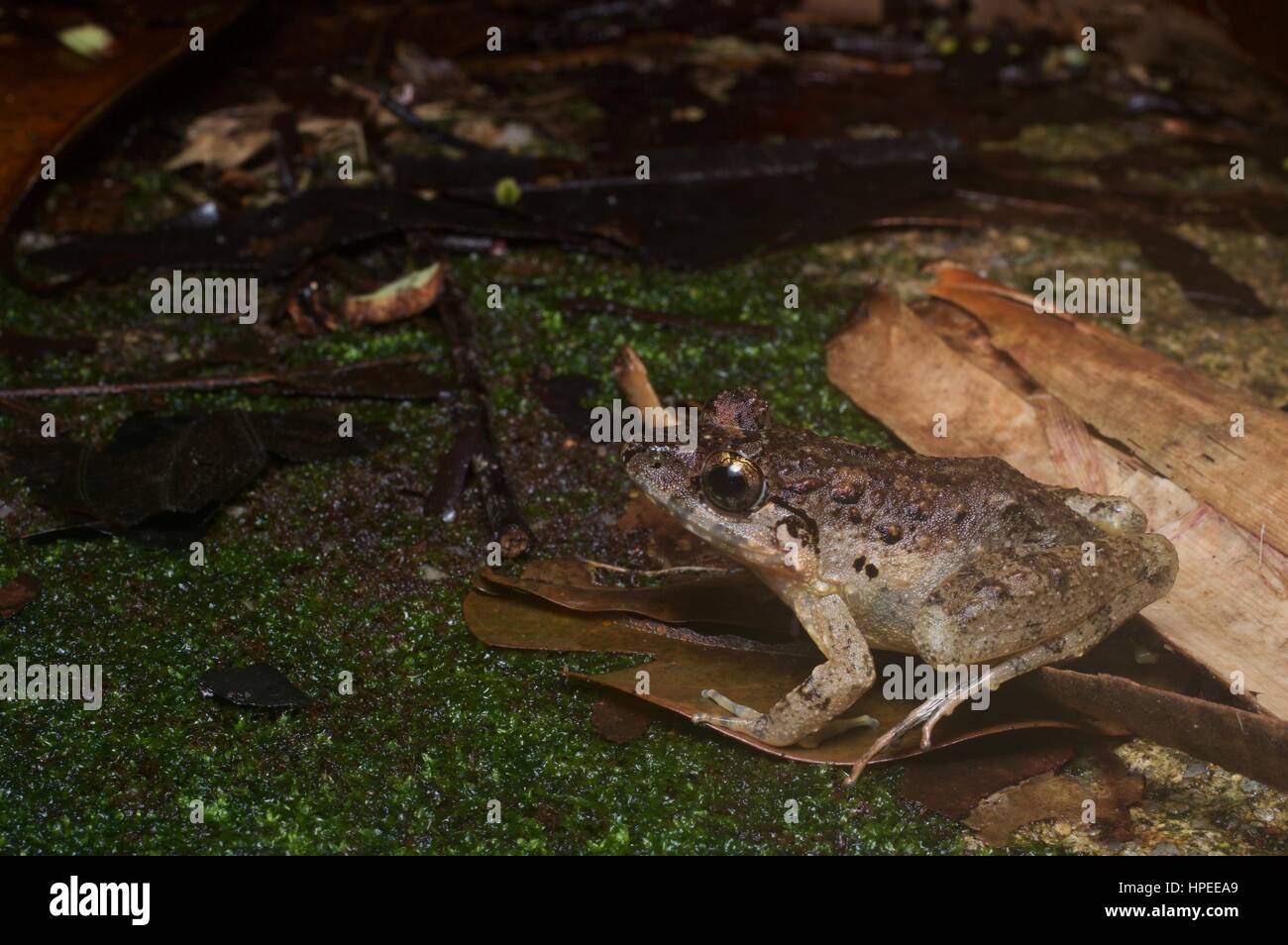 A Malesian Frog (Limnonectes malesianus) in the rainforest at night in Batang Kali, Selangor, Malaysia Stock Photo