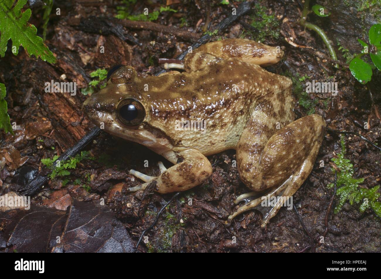 A Kuhl's Creek Frog (Limnonectes kuhlii) on the rainforest floor in Kubah National Park, Sarawak, East Malaysia, Borneo Stock Photo