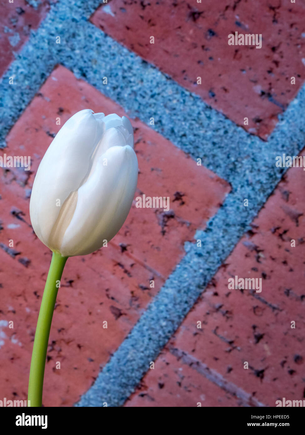 White tulip flower, portrait orientation Stock Photo