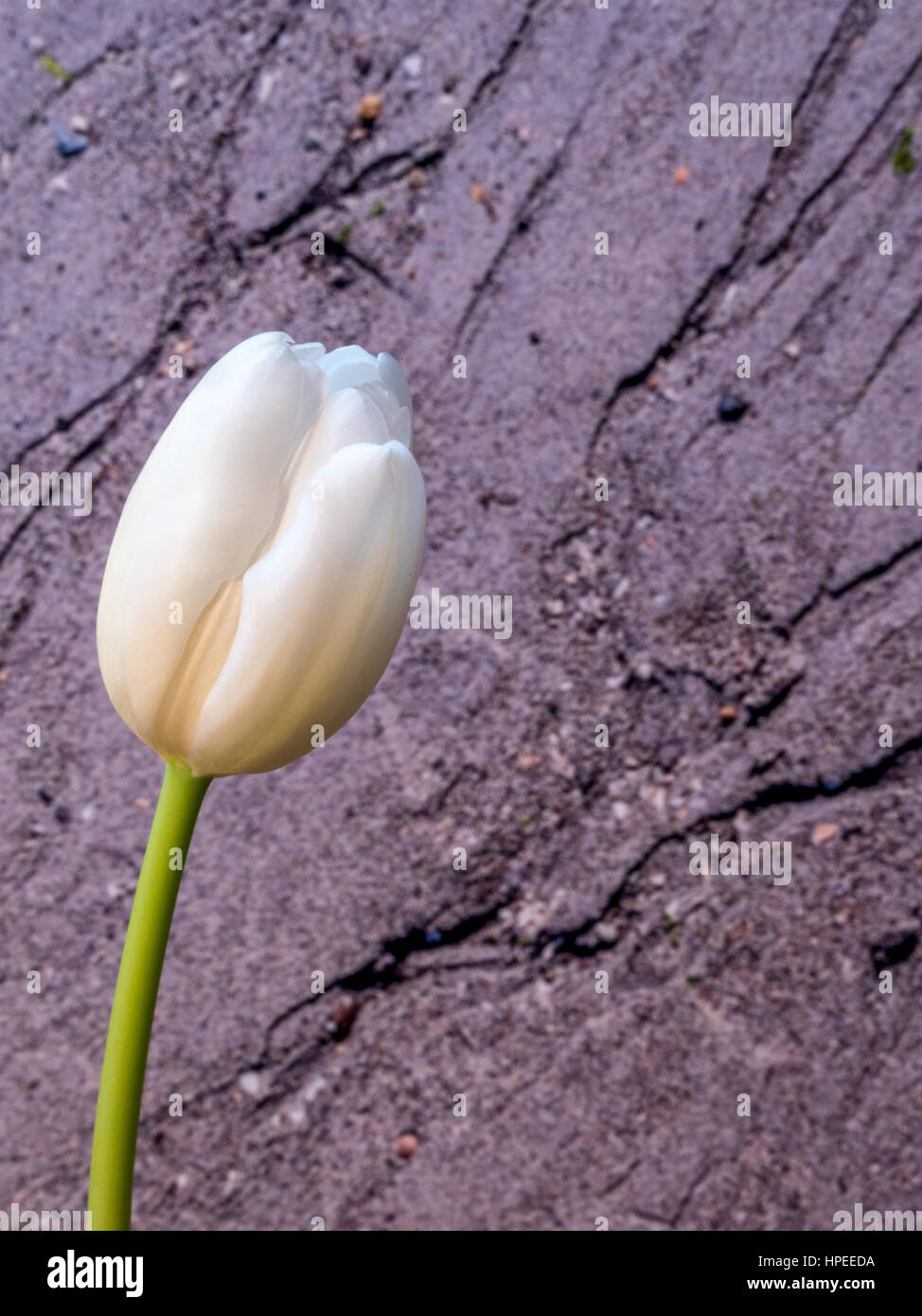 white tulip flower, portrait orientation Stock Photo