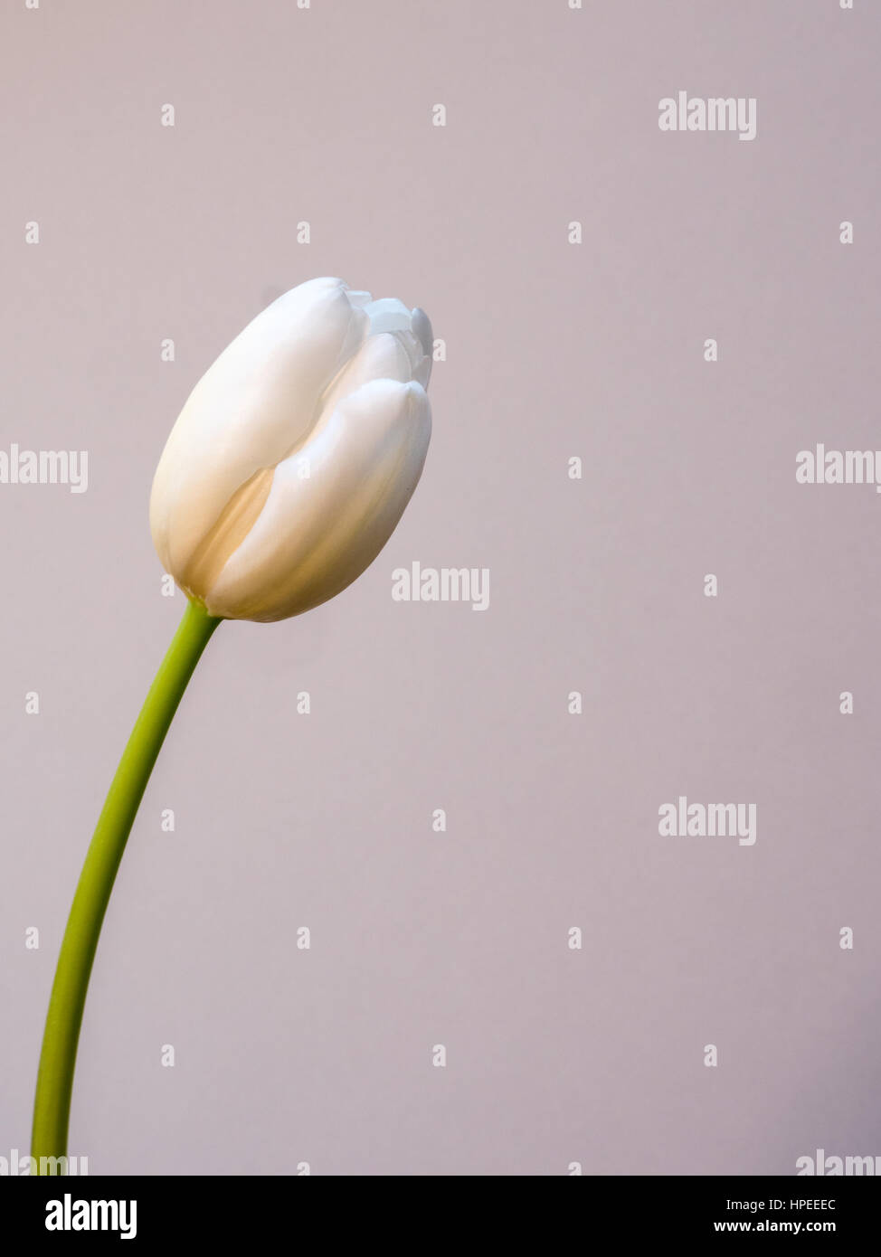 white tulip flower, portrait orientation Stock Photo