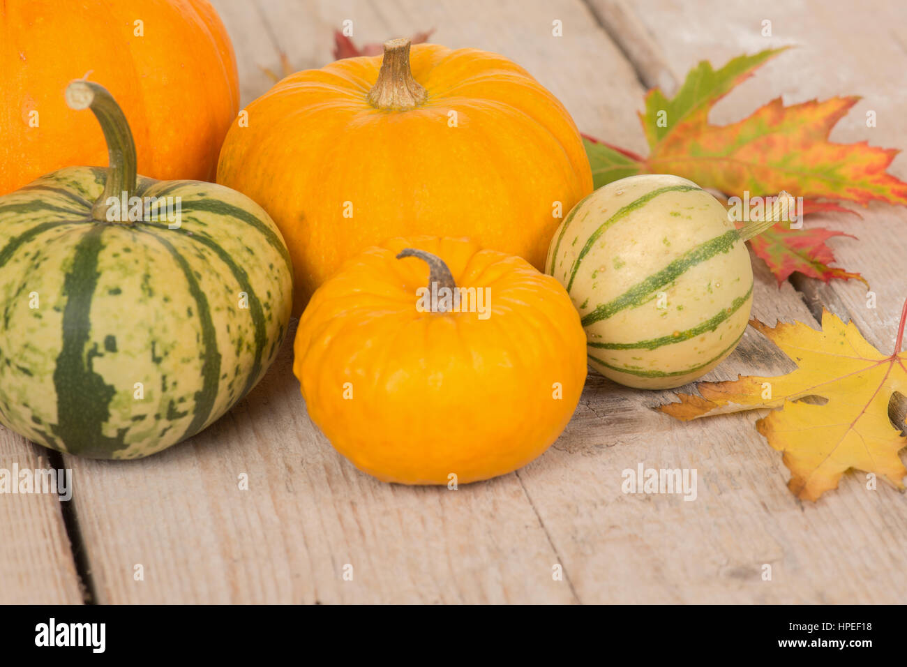 Variety of green and orange pumpkins and leaves on a white washed ...