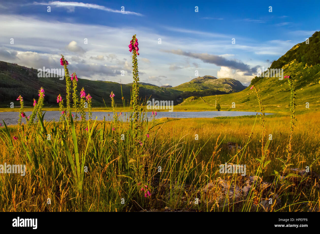 Meadow next to Loch Sunart full of high foxgloves with green hills in background, Scotland Stock Photo