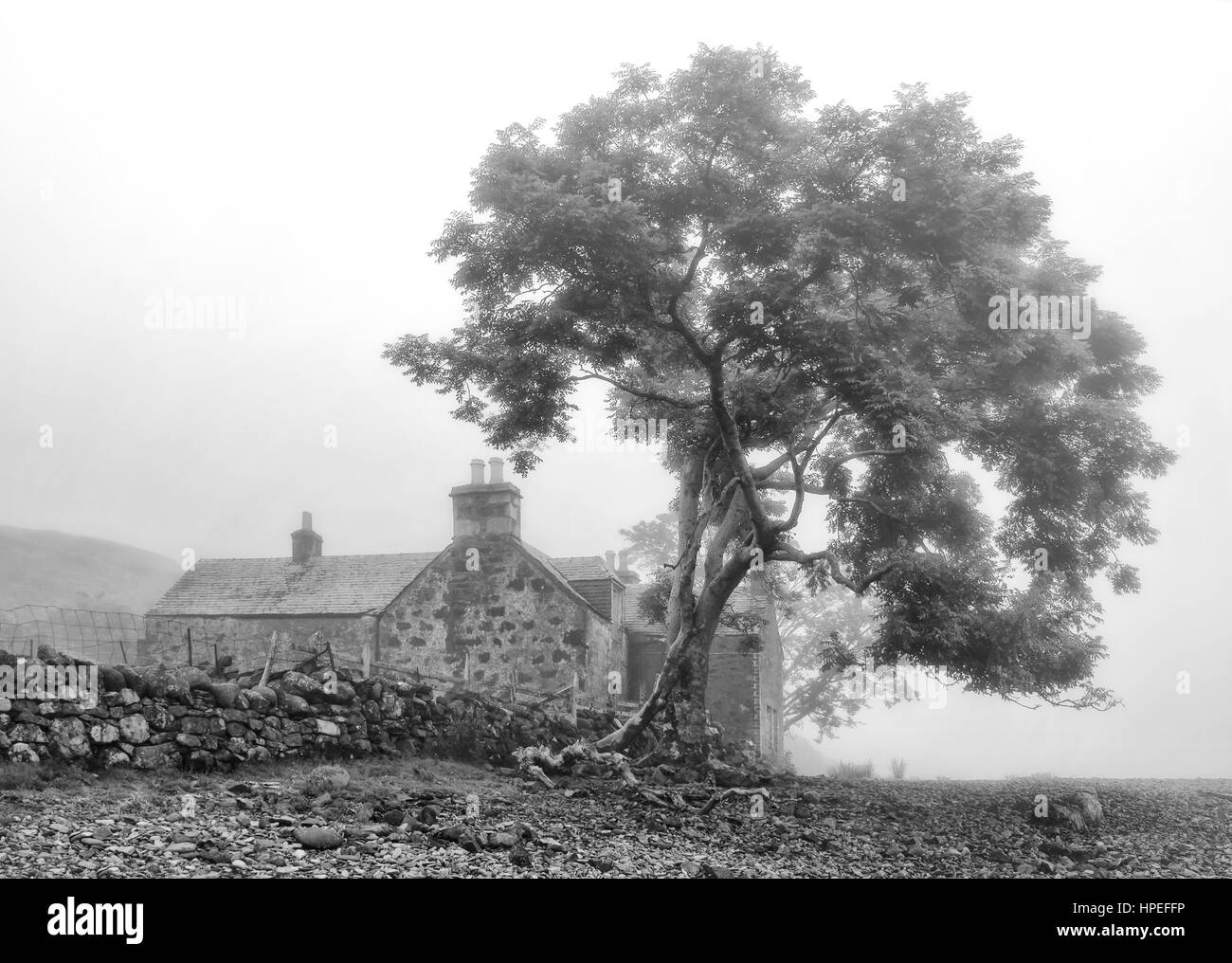 Old empty cottage in black-white with the tree above it, Isle of Mull, Scotland Stock Photo