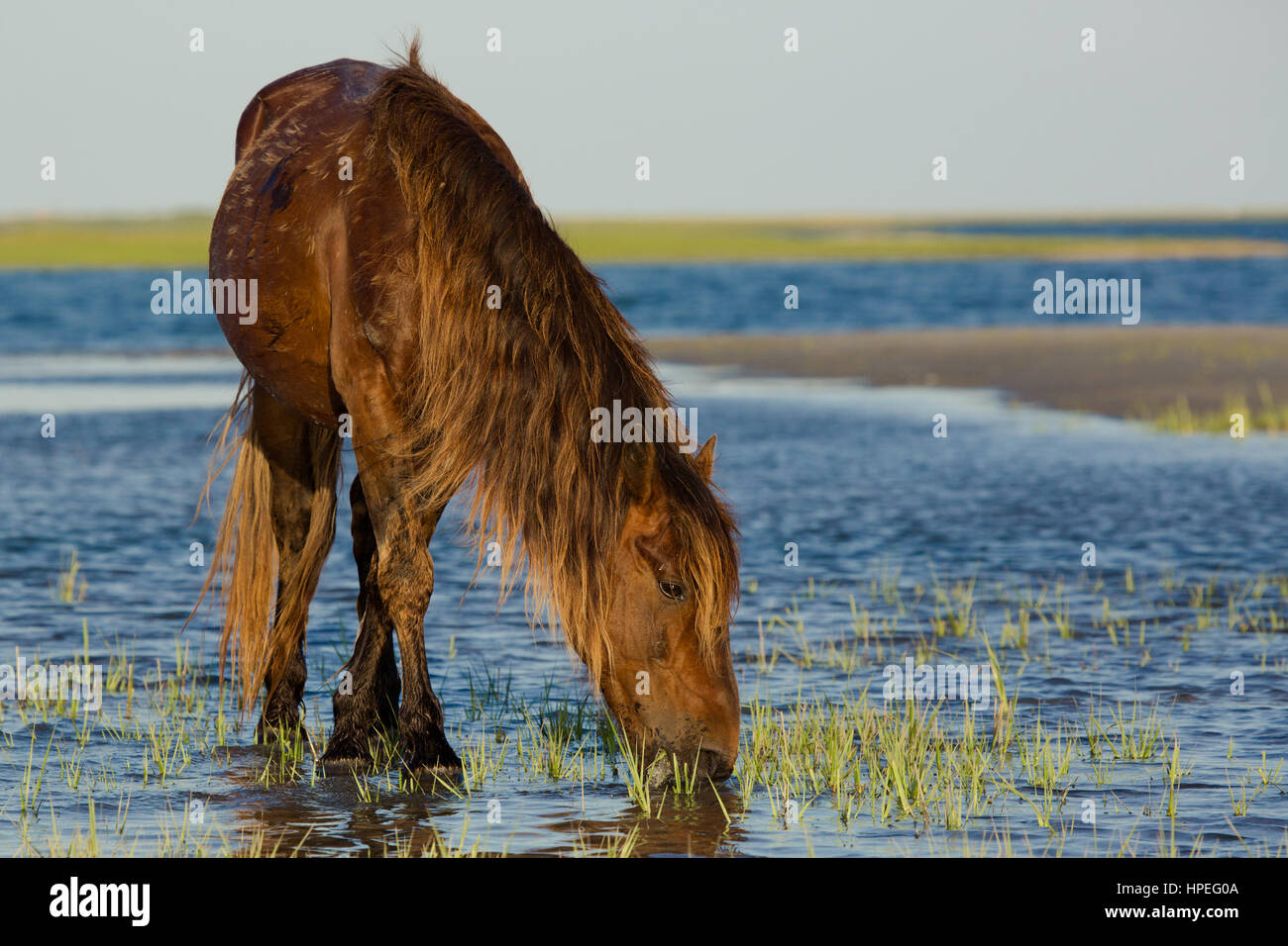 Wild Stallion at Rachel Carson Reserve, NC Stock Photo