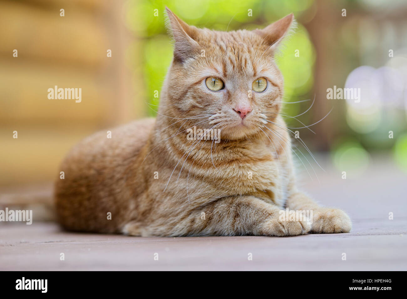Male orange tabby cat lying down outdoors, watching Stock Photo - Alamy