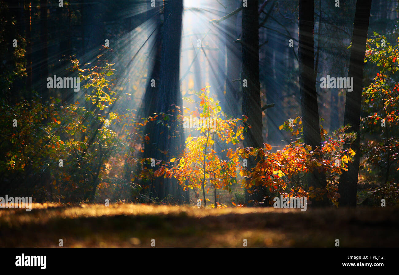 Rays of sun coming in deep dark forest Stock Photo