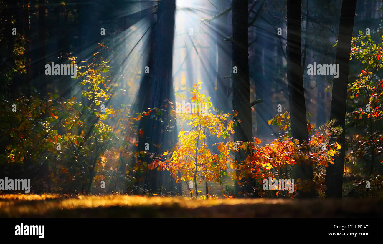 Sun rays comes throgh one tree and light yellow leafs Stock Photo - Alamy