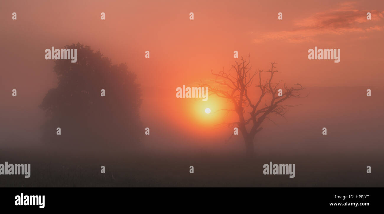 sun coming throw fog between trees Stock Photo