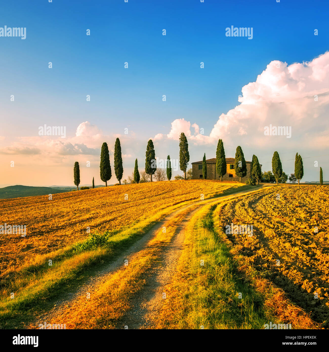 Tuscany, farmland and cypress trees and white road, country landscape on sunset. Siena, Italy, Europe. Stock Photo