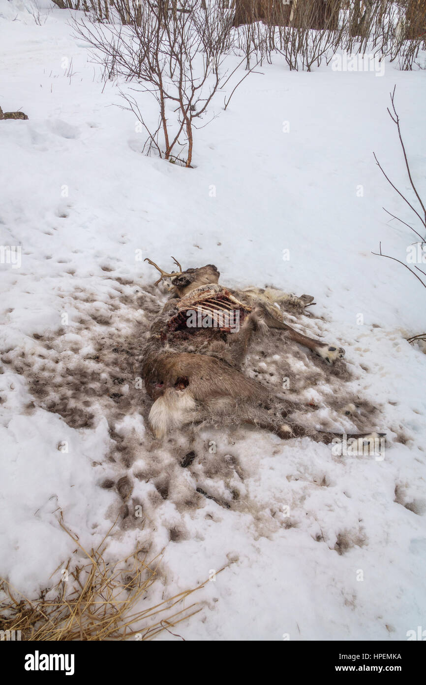 Dead Reindeer, The Laponian Area, Northern Sweden Stock Photo