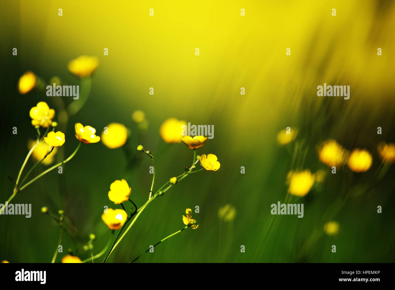 close up of yellow flowers on field on blurred background Stock Photo