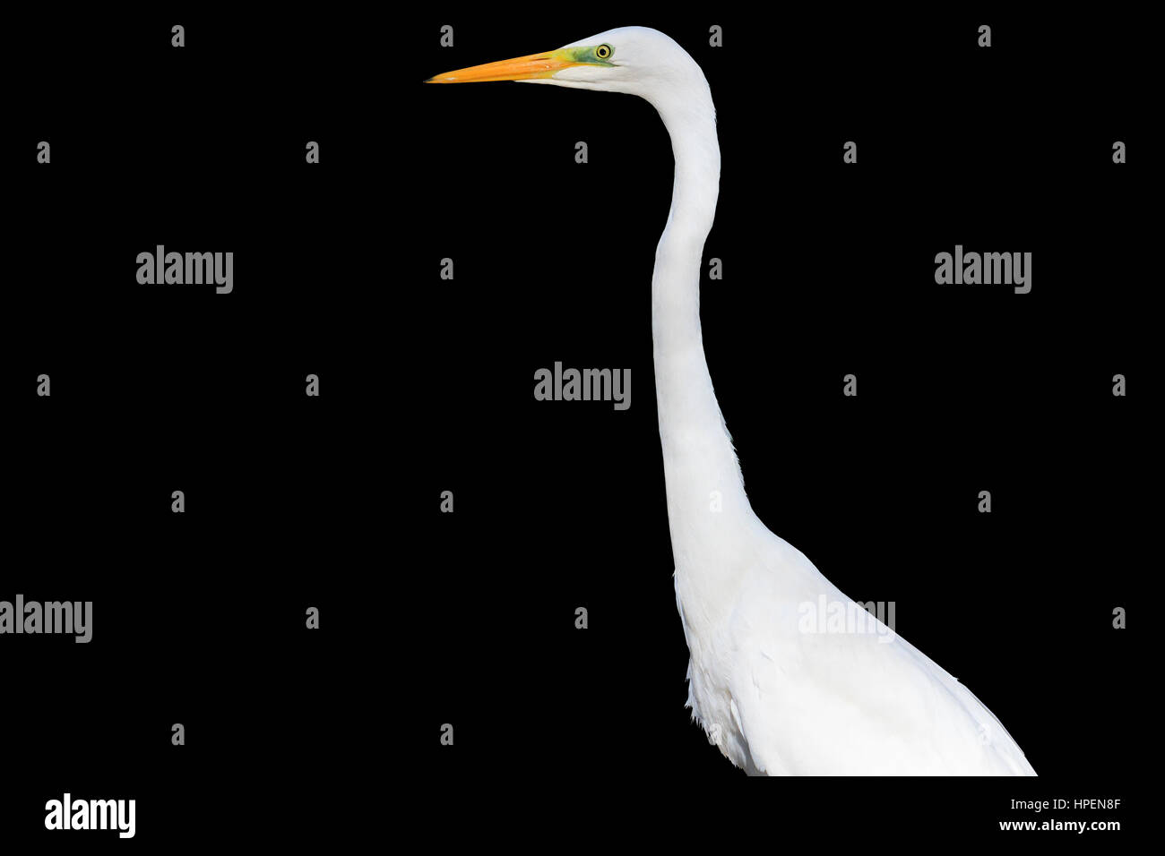 white bird with a long neck on black background,long neck, yellow beak