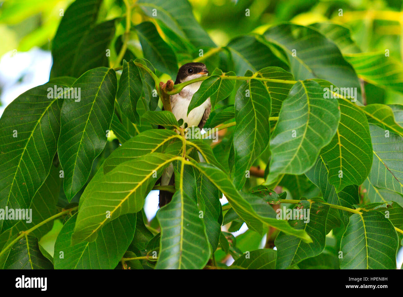 wild bird hid among juicy green leaves,shyness, caution, saturated colors, green concept Stock Photo