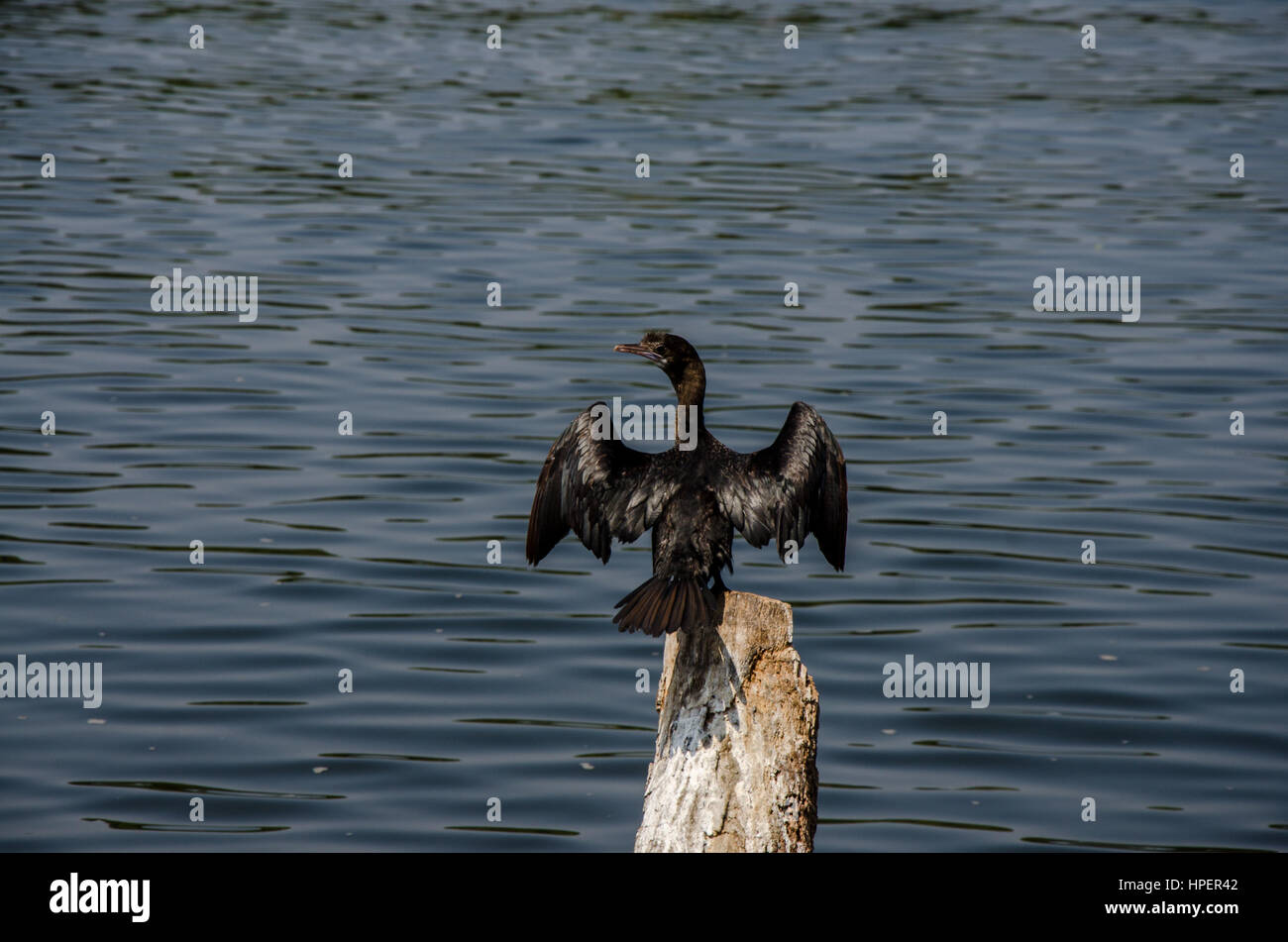 A little cormorant basking in the sun at Vembanad Lake in Kumarakom, Kerala, India Stock Photo